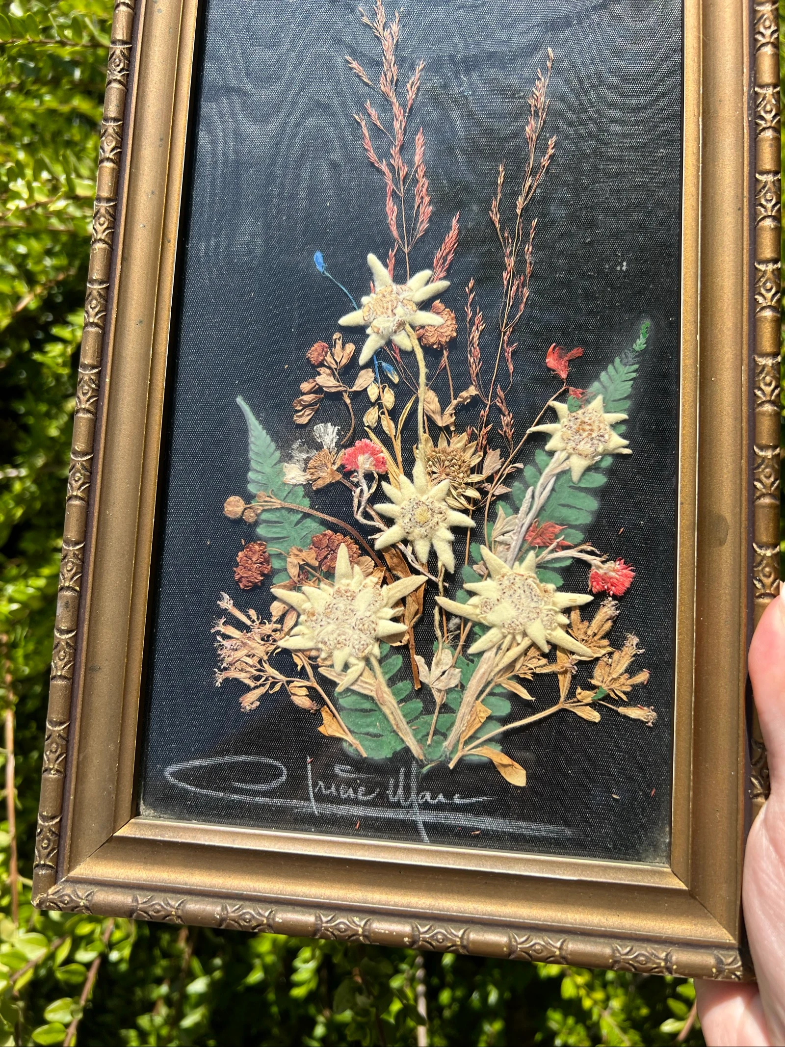 💮 Vintage frame gedroogde bloemen Edelweiss gesigneerd – Wanddecoratie 32 x 19 cm – photo 3